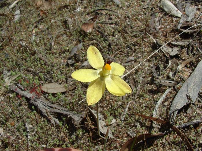 Thelymitra - orchidaceae_vanilla_06.jpg